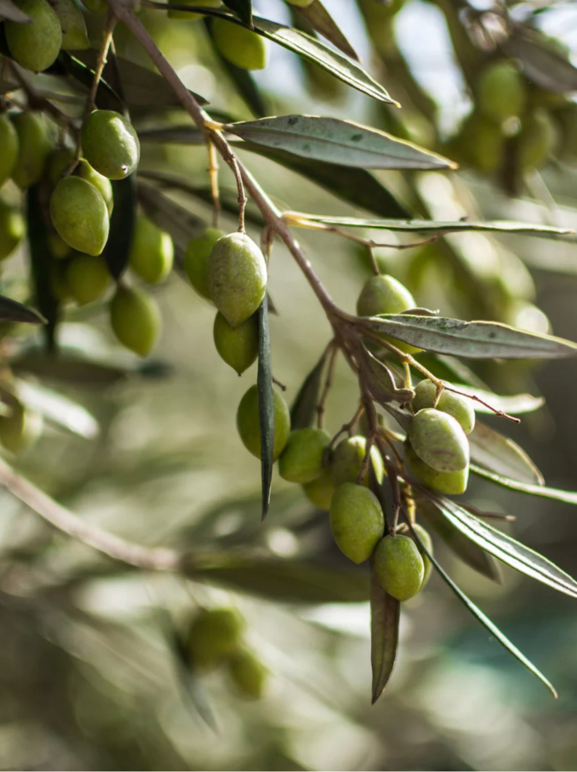 Natives Olivenöl Kaltextraktion